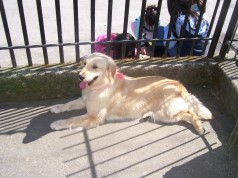 Fotos de perros